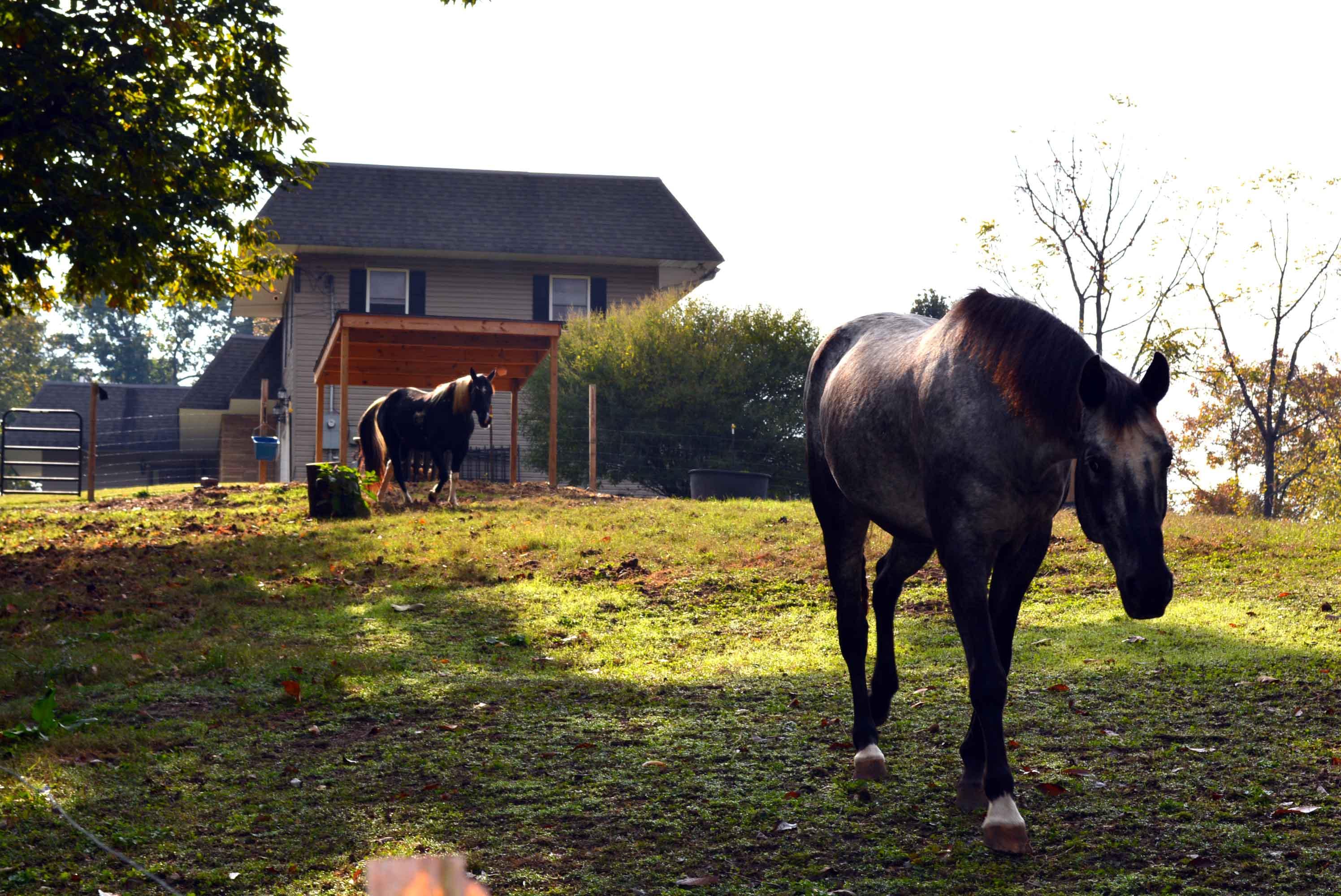 Intermont 119
