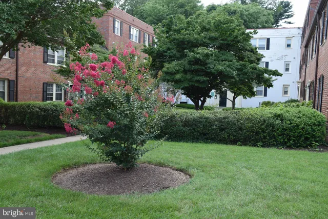 a front view of a house with a yard and a tree