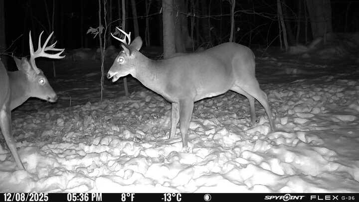 63 George Hannon Road Casco, ME 04015 - Photo 97 of 127 Wild life