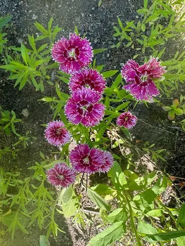 $675,000 | 13869 Hardy Lake Road Southwest, Pillager, MN 56473