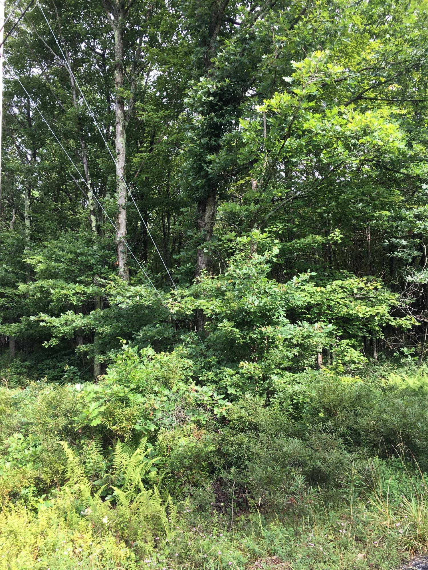 Lot 36 Deep Lake Road Long Pond, PA 18334 - Photo 2 of 3 a view of a lush green forest with trees and plants