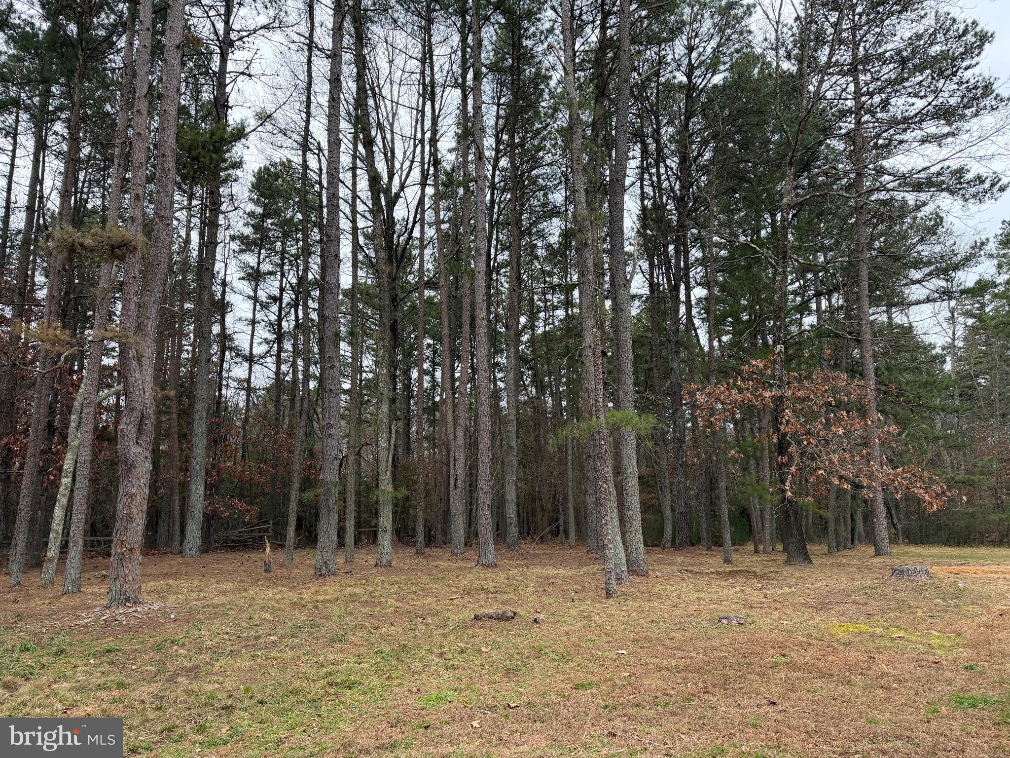 4643 Jackson Road Williamstown, NJ 08094 - Photo 66 of 67 a view of a yard with trees