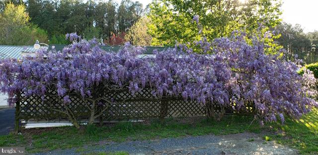 6830 McCabes Corner Road Snow Hill, MD 21863 - Photo 41 of 49 Wisteria encompassing the arbor