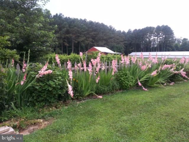 6830 McCabes Corner Road Snow Hill, MD 21863 - Photo 49 of 49 Gladiolas