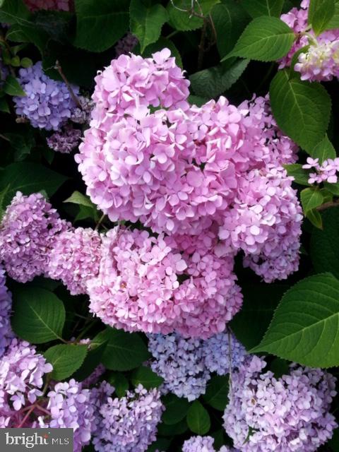 6830 McCabes Corner Road Snow Hill, MD 21863 - Photo 6 of 49 Hydrangea in bloom