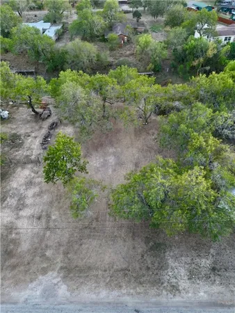a view of a forest with a tree