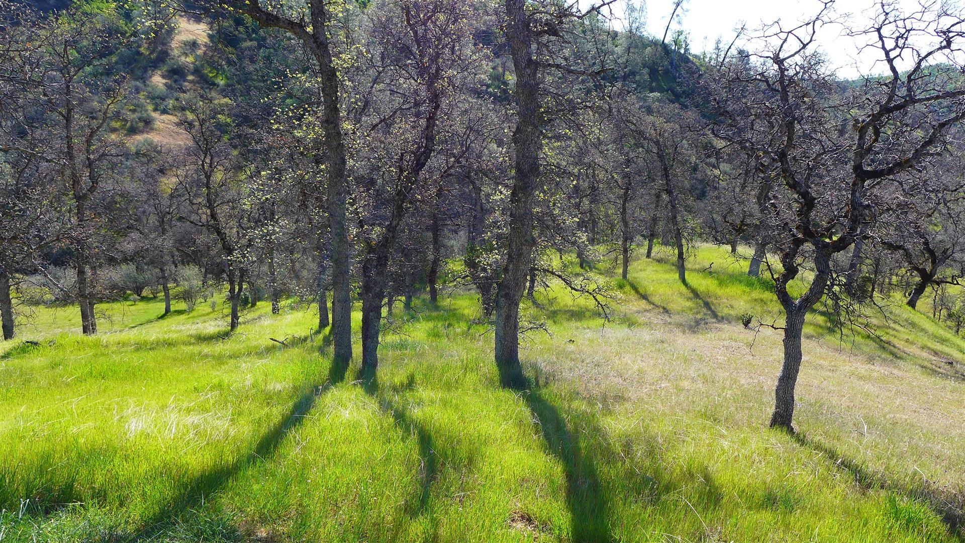 Lot 235 Fiddlers Road Igo, CA 96047 - Photo 17 of 30 a view of yard