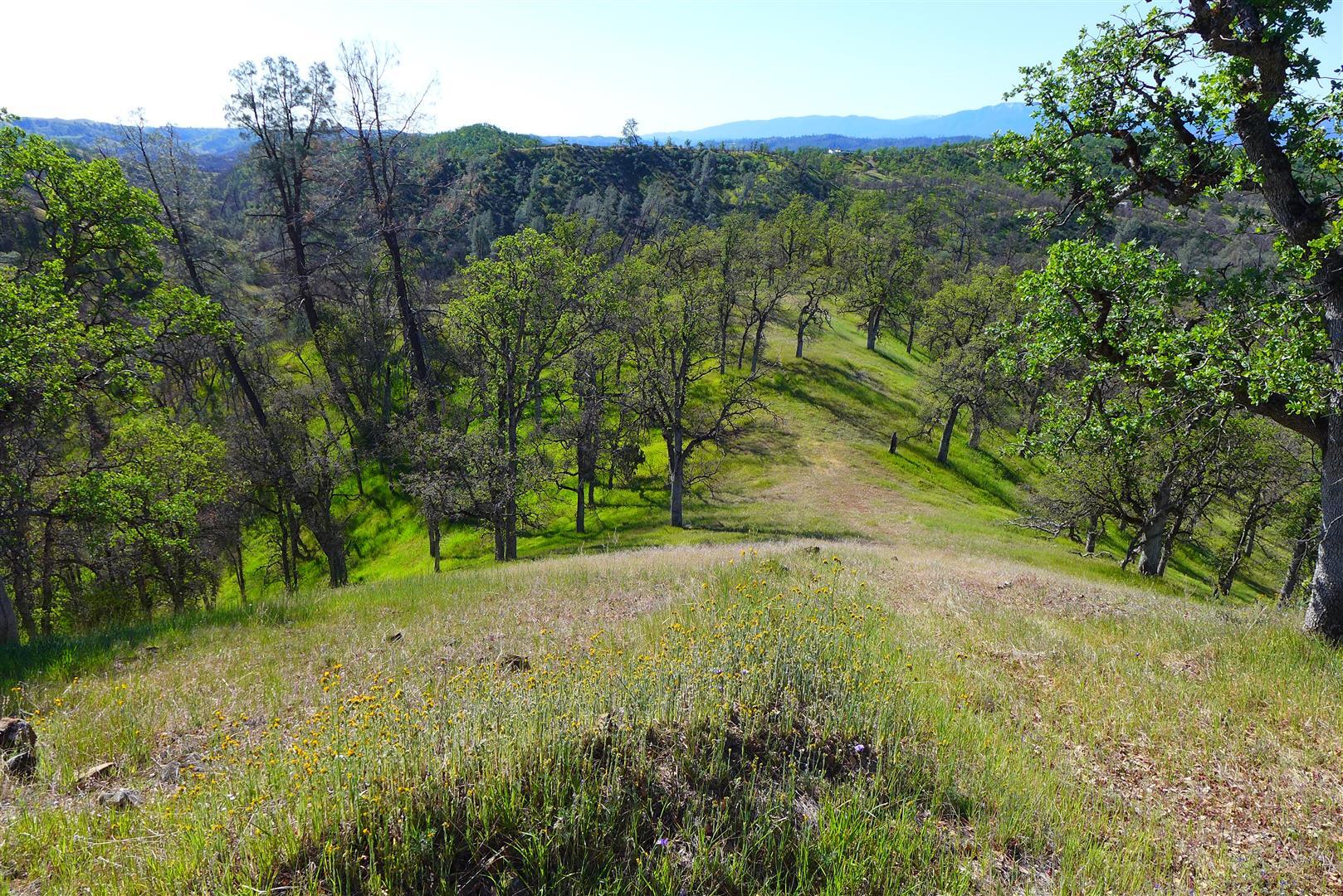Lot 235 Fiddlers Road Igo, CA 96047 - Photo 23 of 30 a view of a yard with a tree