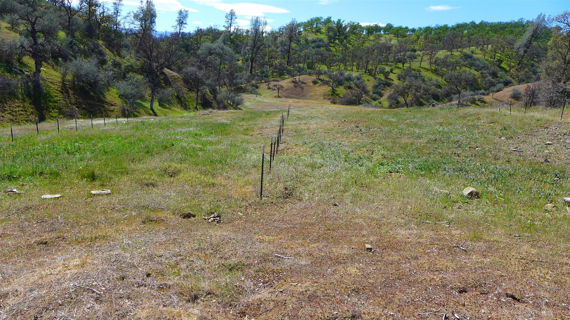 Lot 235 Fiddlers Road Igo, CA 96047 - Photo 7 of 30 a view of a field with trees in the background