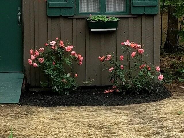 668 Norway Road Waterford, ME 04088 - Photo 28 of 76 spring flowers
