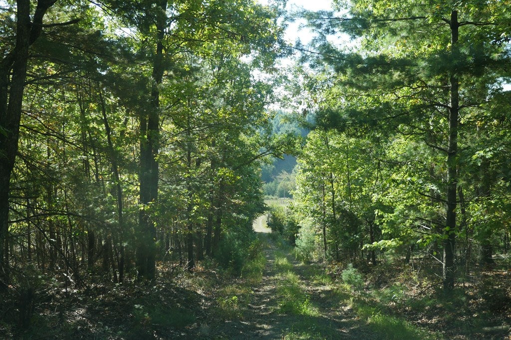 Tbd Hall Hollow Road, Unit 1 Austinville, VA 24312 - Photo 46 of 76 Gallery Image 46