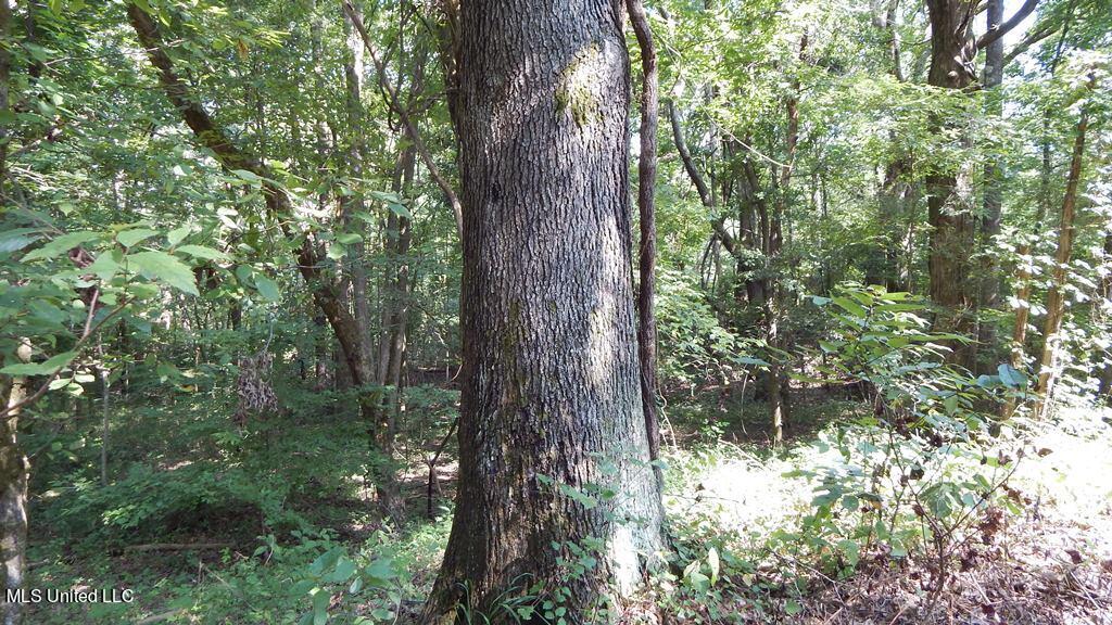 750 Bethel Road Coldwater, MS 38618 - Photo 31 of 46 DSCN3943