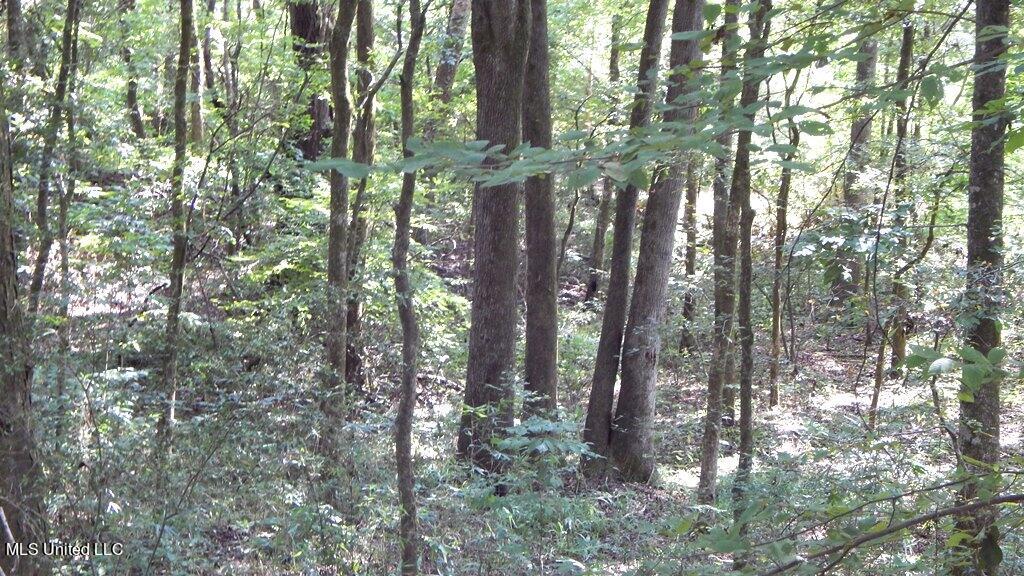 750 Bethel Road Coldwater, MS 38618 - Photo 34 of 46 DSCN3946
