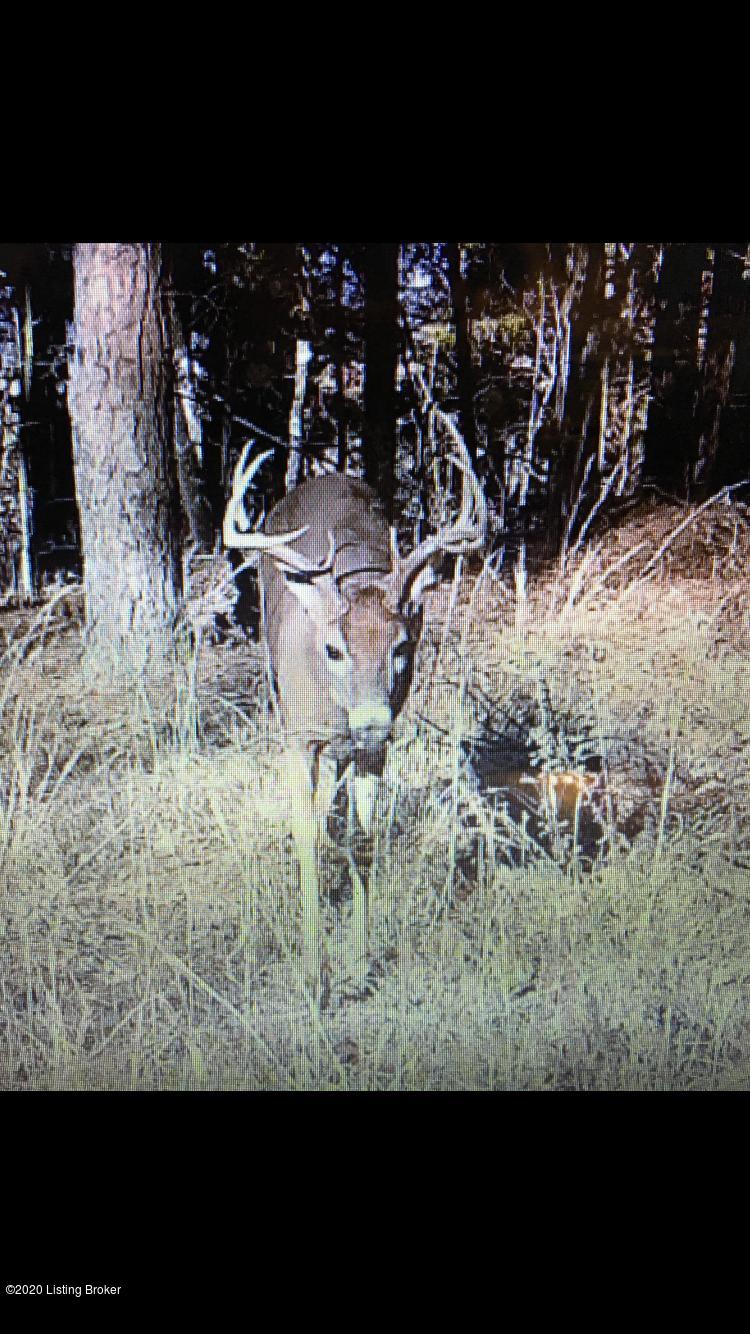 0 Jones Road Caneyville, KY 42721 - Photo 31 of 34 Trailcam photo