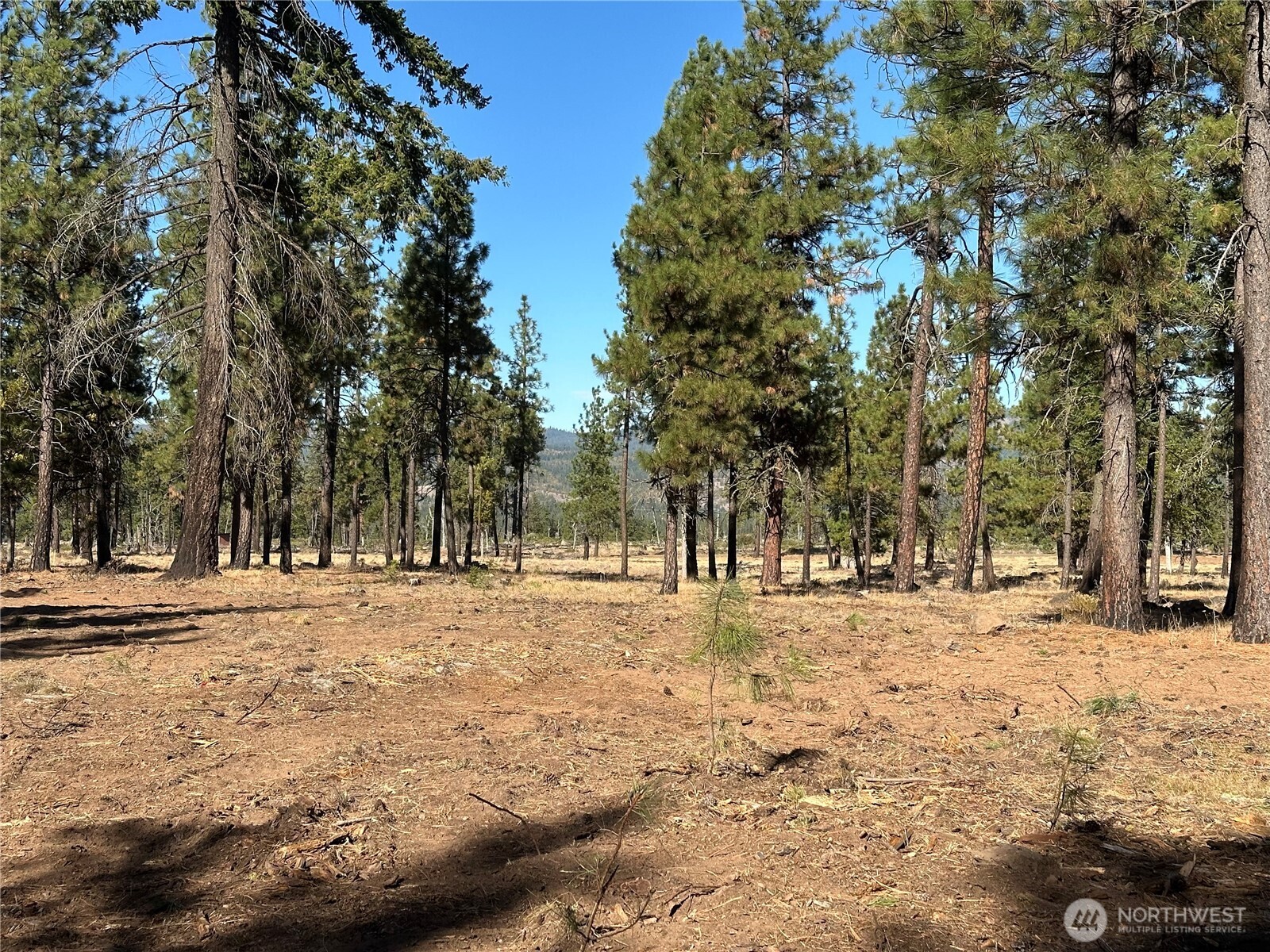 0 Lee Road Goldendale, WA 98620 - Photo 5 of 9 a view of road with trees