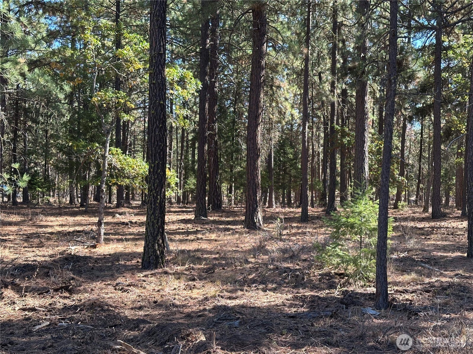 0 Lee Road Goldendale, WA 98620 - Photo 6 of 9 a view of a tree in a yard