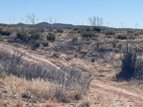 a view of a dry yard