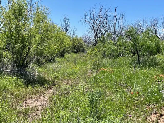a view of a lush green space