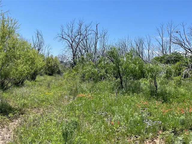 a view of a lush green space