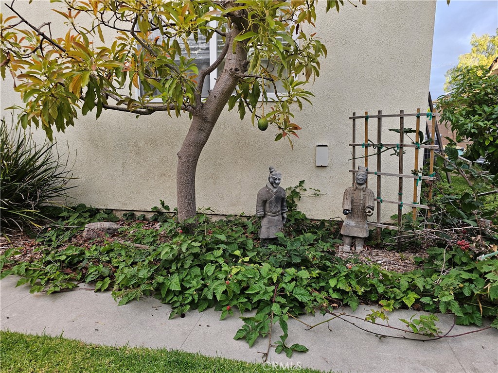 11541 Donovan Road Rossmoor, CA 90720 - Photo 9 of 51 Blackberries and Avocado Tree