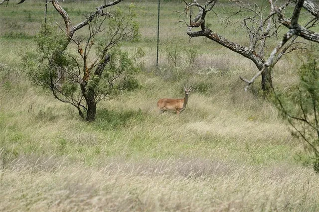 a view of a dry yard