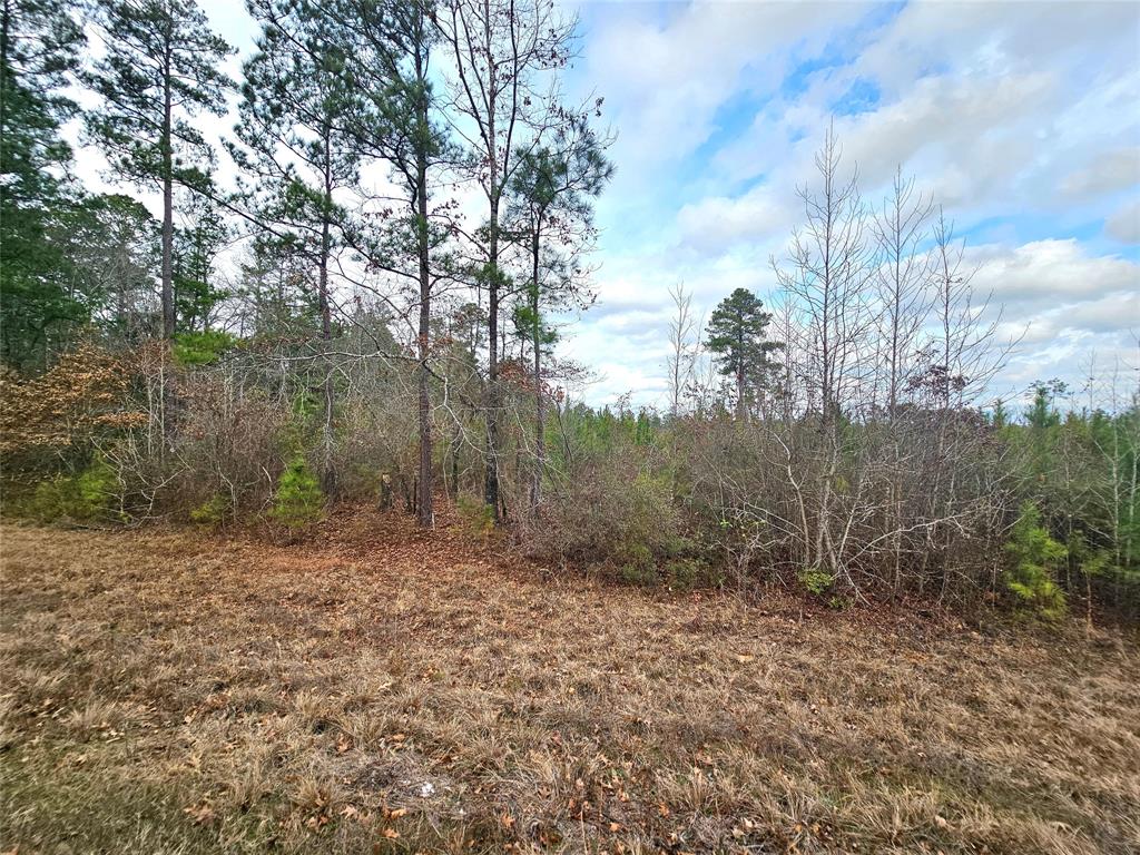 0 La-2 Alt Haynesville, LA 71038 - Photo 3 of 10 a view of a dry yard with trees