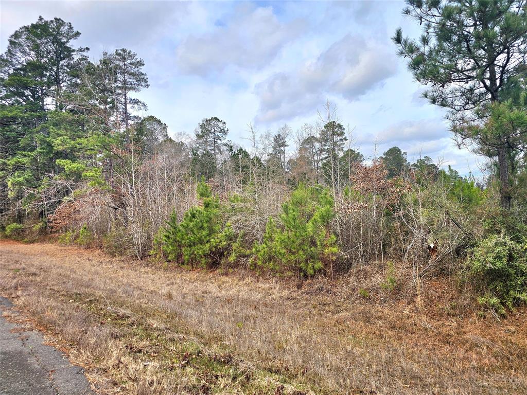 0 La-2 Alt Haynesville, LA 71038 - Photo 7 of 10 a view of a yard with plants and a large tree