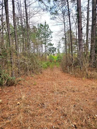a view of a yard with trees