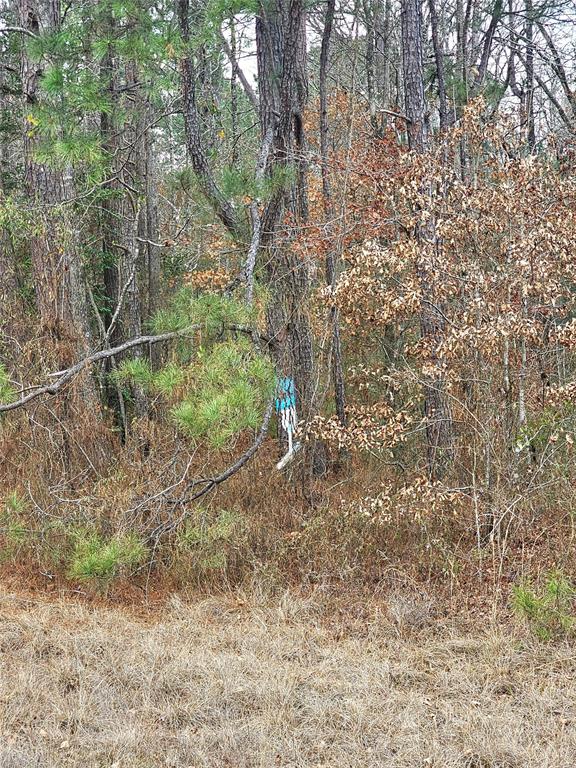 0 La-2 Alt Haynesville, LA 71038 - Photo 10 of 10 a view of a yard with a tree