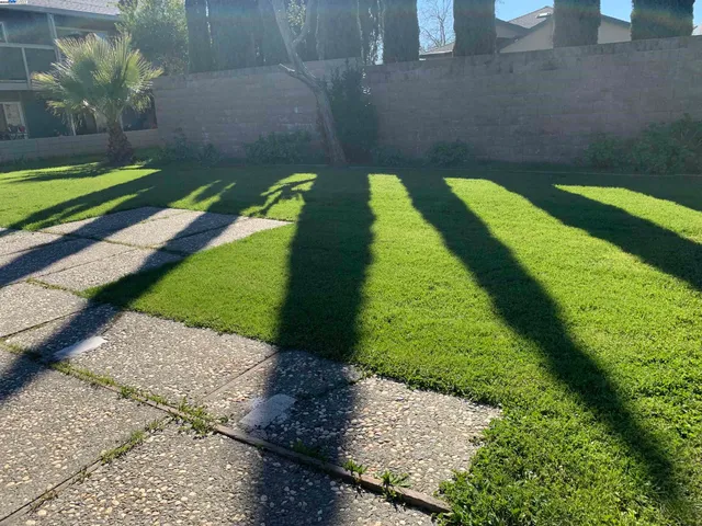 a view of a backyard with plants