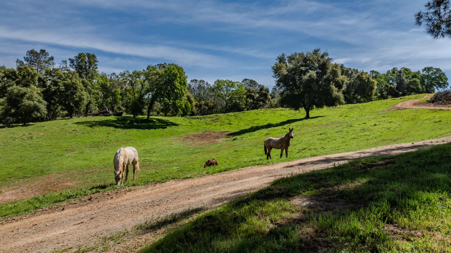 6910 Tonzi Road Ione, CA 95640 - Photo 75 of 97
