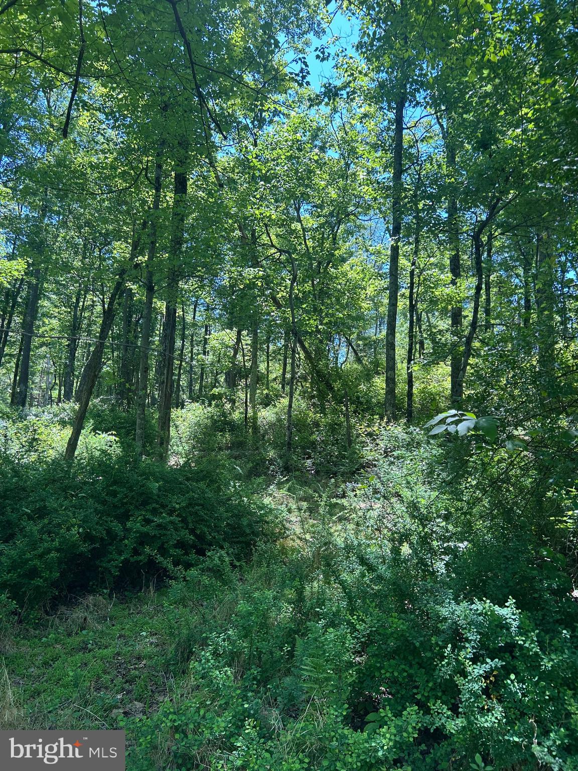 South Timber Ridge Road Cross Junction, VA 22625 - Photo 9 of 32 a view of a lush green forest