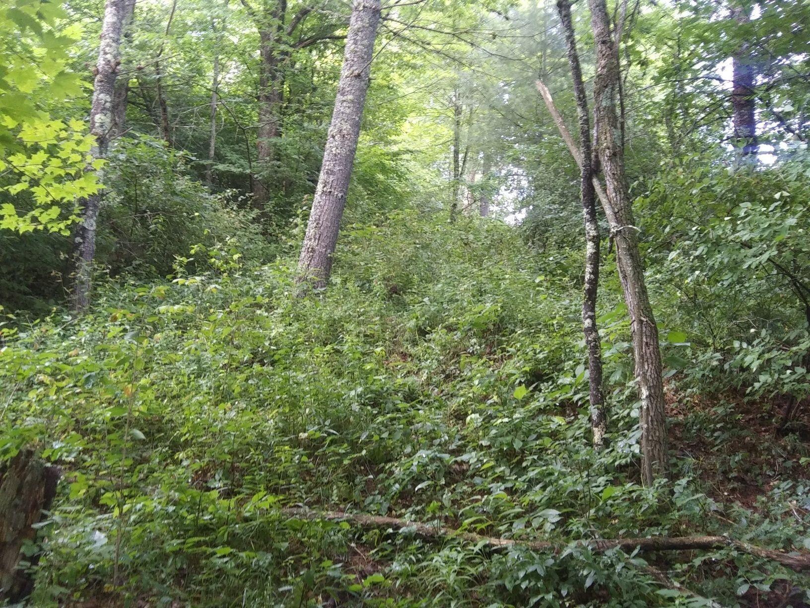 465 Joe Rexrode Road Arbovale, WV 24915 - Photo 5 of 9 Gallery Image 5