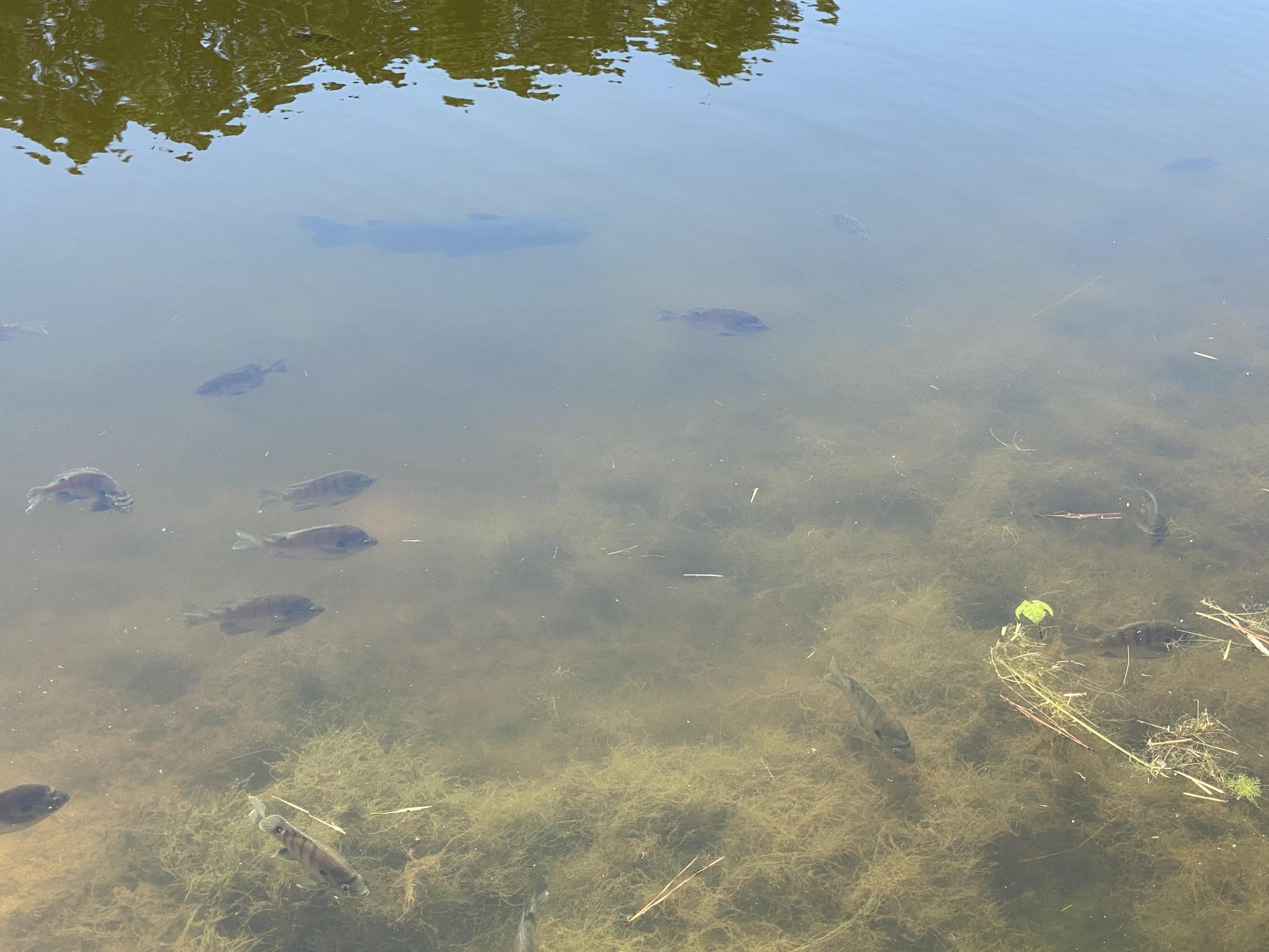 2551 Joel Road Carthage, NC 28327 - Photo 21 of 28 Stocked Pond