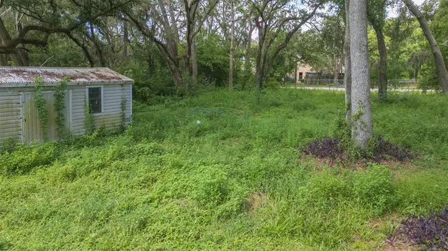 a view of a field with a tree