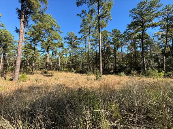 a view of a yard with plants and trees