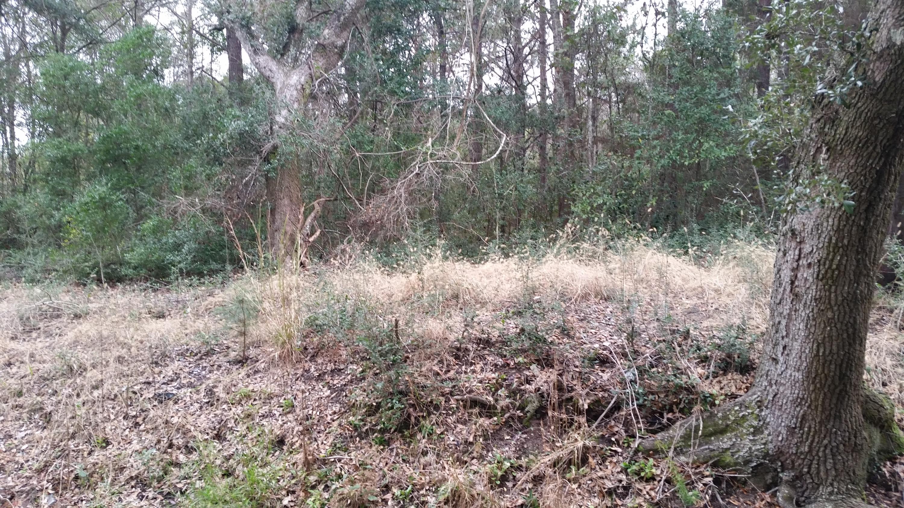 0 Secessionville Road Charleston, SC 29412 - Photo 1 of 1 20160103_145255