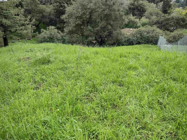 a view of a yard with a tree