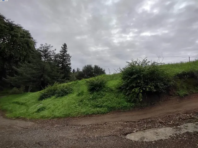 a view of a yard with plants and trees