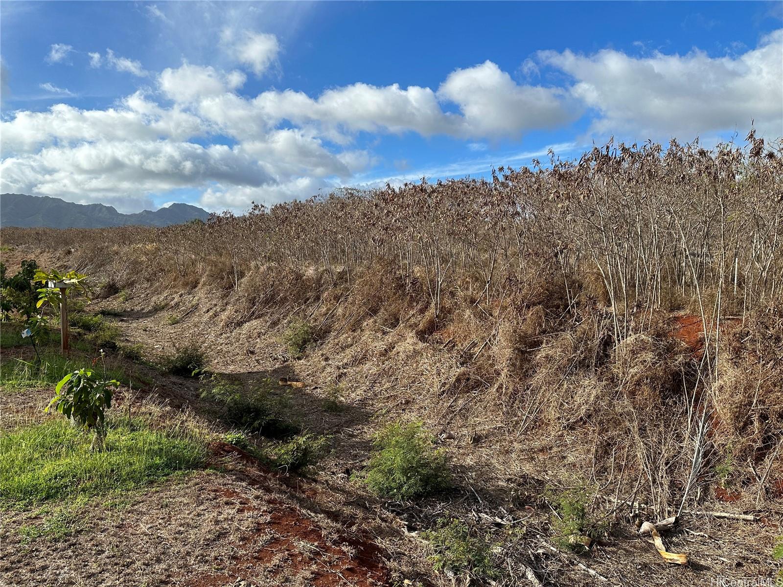 94-944 Kunia Road Waipahu, HI 96797 - Photo 3 of 8 a view of a bunch of trees in a field