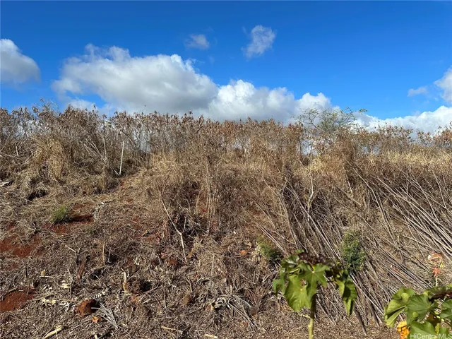 a view of a dry yard with trees in the background