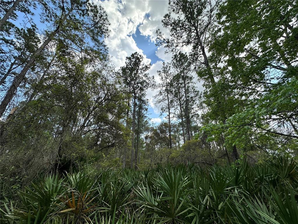 19 Southeast Inglis Inglis, FL 34449 - Photo 11 of 14 a view of a tree in a yard