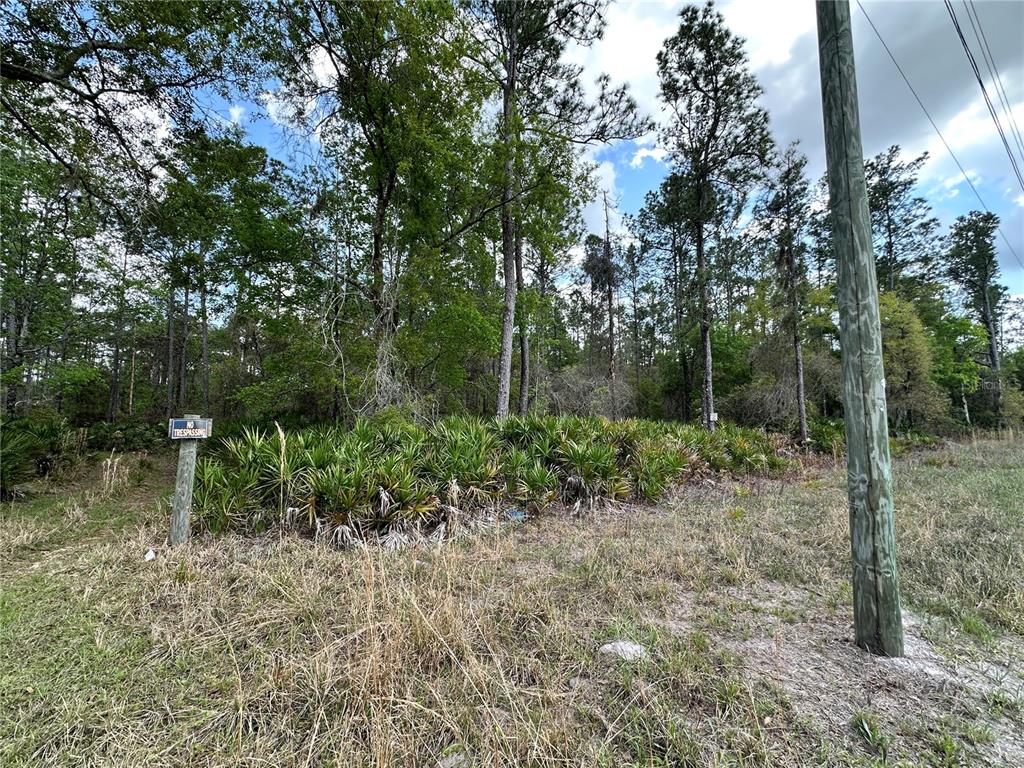 19 Southeast Inglis Inglis, FL 34449 - Photo 12 of 14 a view of forest