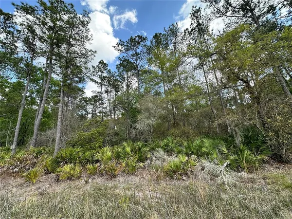 a view of a forest with lots of trees