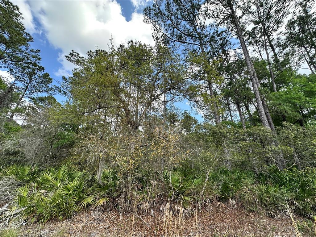 19 Southeast Inglis Inglis, FL 34449 - Photo 9 of 14 a view of a forest