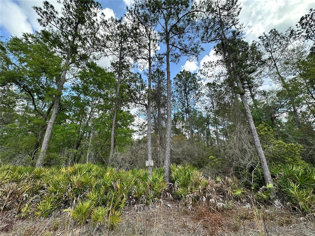 19 Southeast Inglis Inglis, FL 34449 - Photo 10 of 14 a view of a forest with trees