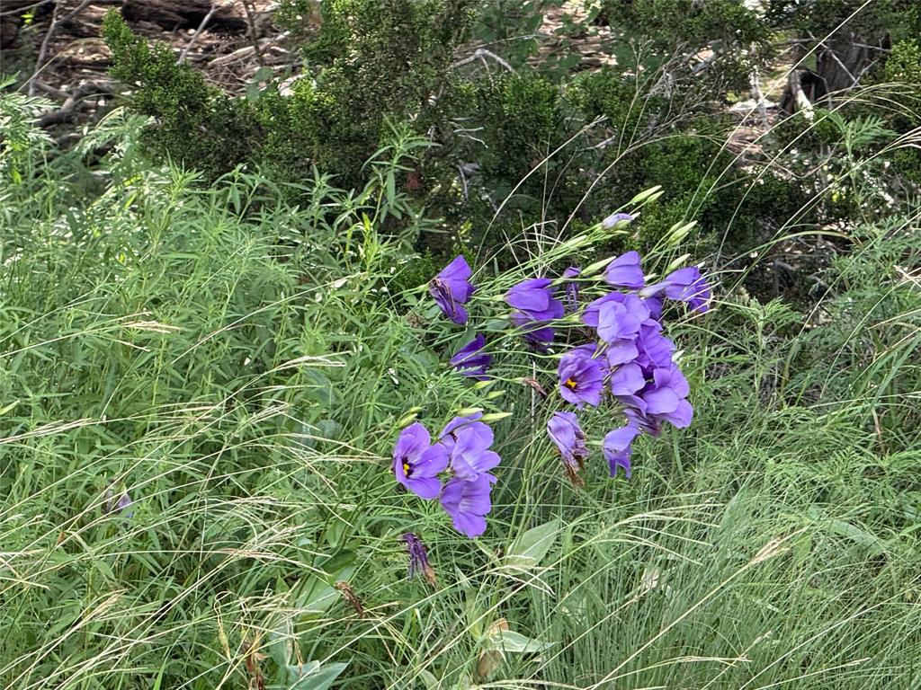 Tbd Tbd 4120th Meridian, TX 76665 - Photo 3 of 23 a view of a flower
