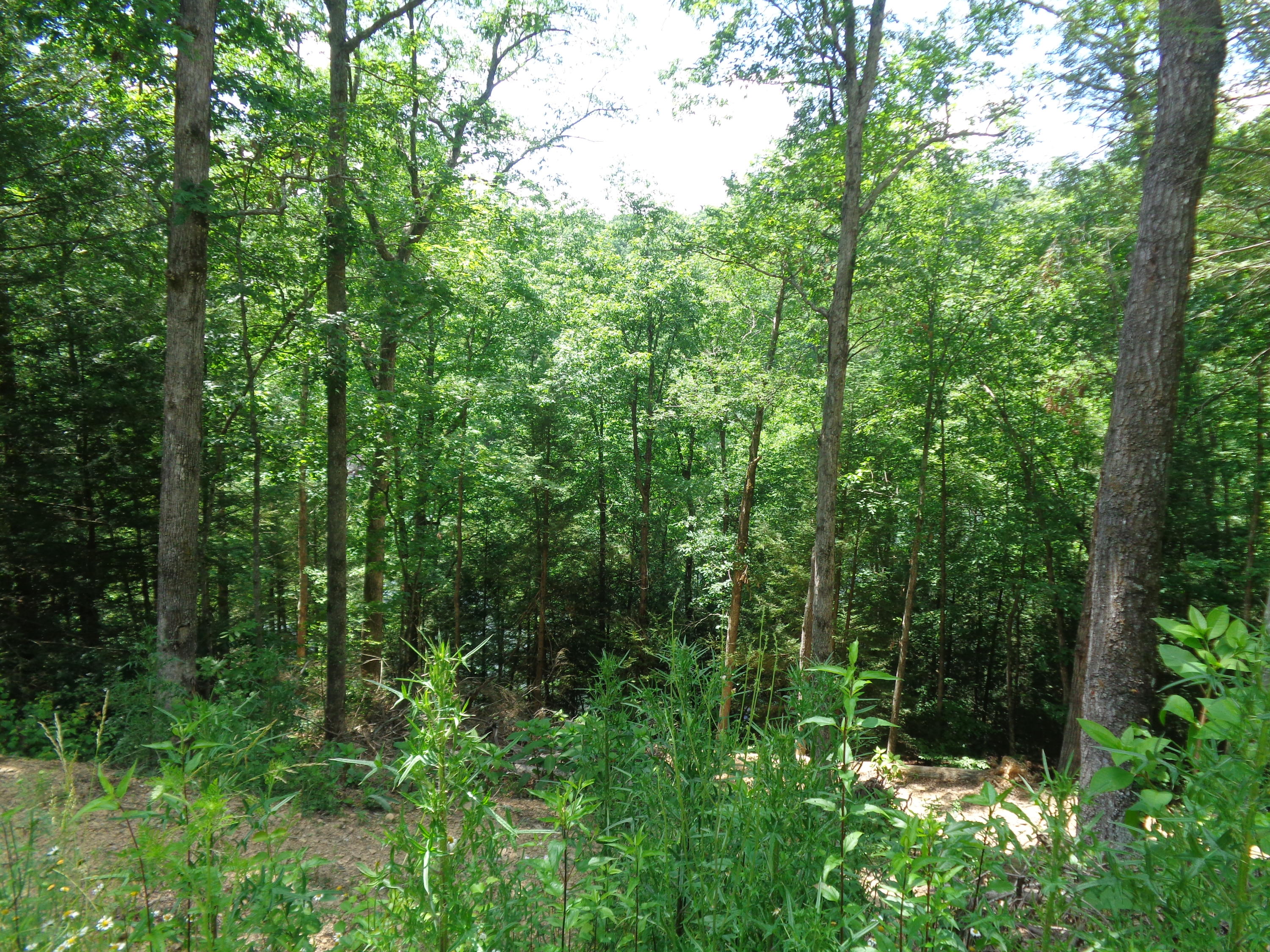 Lot 37 Cliffs Edge Road East Bernstadt, KY 40729 - Photo 7 of 15 DSC04890