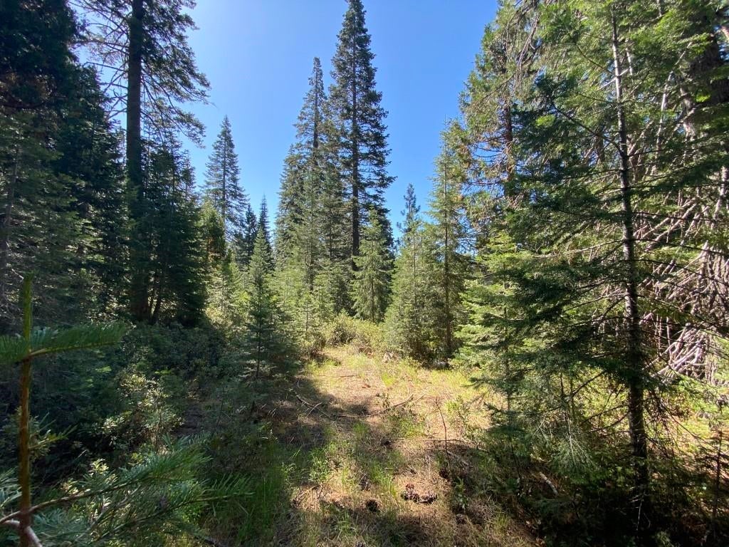 3-e-45 Red Fir Road McCloud, CA 96057 - Photo 24 of 33 Gallery Image 24