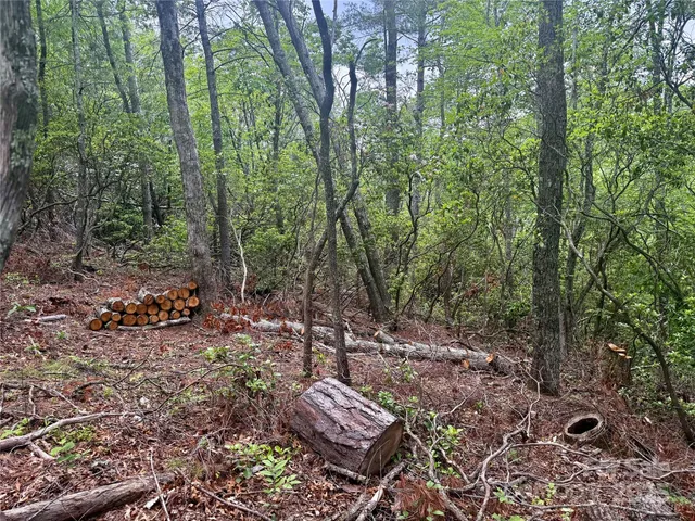 a view of a forest with trees